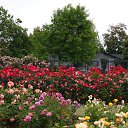  , , 70  -  15  2019   CA_2019_San Jose_Rose Garden_2