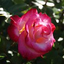  , , 70  -  18  2019   CA_2019_San Jose_Rose Garden