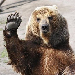 Dima, ������, 44 ����