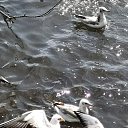 ���� ����, �����, 55 ��� - ��������� 8 ������ 2019 � ������ ���� ����������