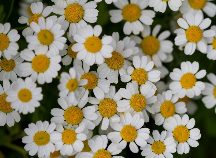 . (Pyrethrum)       ...