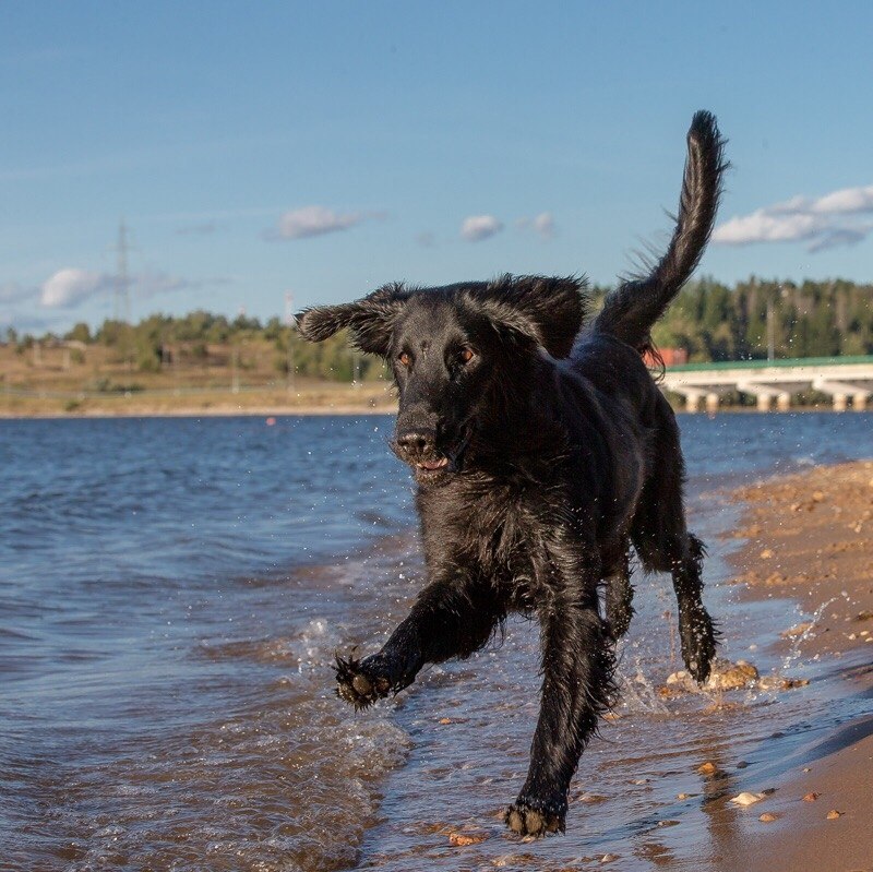 Собака любящая воду