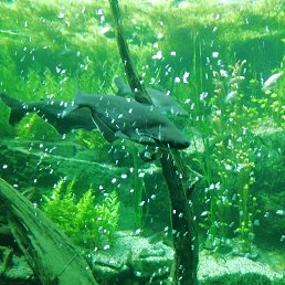 ���� Salim, ��������, 46 ��� - ��������� 13 ���� 2019