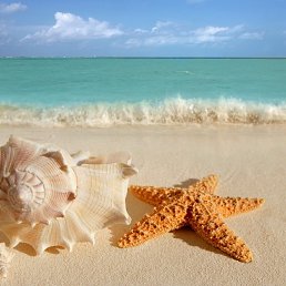 ���� Olga, ����� - ��������� 31 ���� 2019