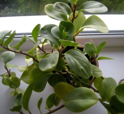 .  ,  ,  (Peperomia),     ...