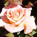  , , 70  -  18  2019   CA_2019_San Jose_Rose Garden