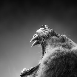 ���� ������, ���������, 41 ��� - ��������� 29 ������ 2019