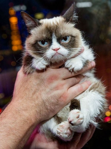Twitter Grumpy Cat сообщил о смерти самой известной в мире