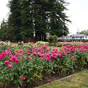  , , 70  -  15  2019   CA_2019_San Jose_Rose Garden_2