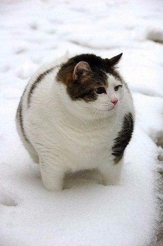     -   !