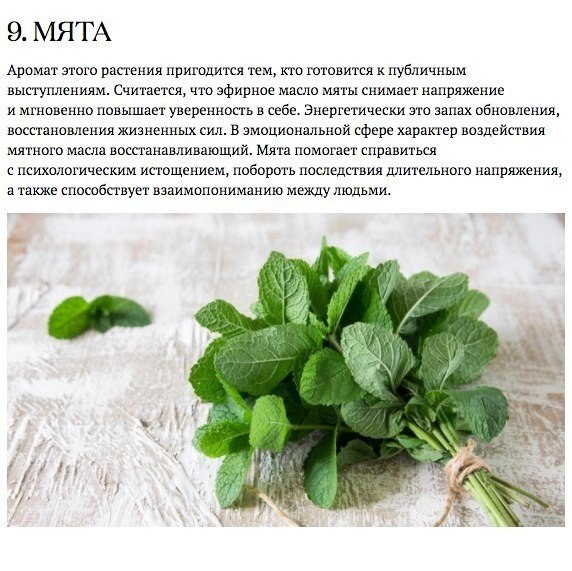 Запахи, которые взбодрят, успокоят и подарят радость.#полезное@ican - 9