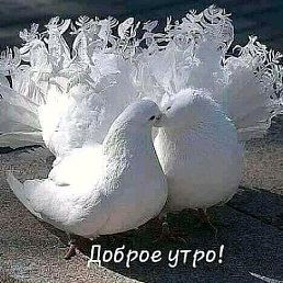 ���� ���, ��������, 56 ��� - ��������� 15 ������� 2019