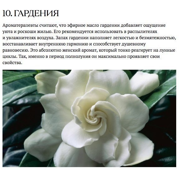 Запахи, которые взбодрят, успокоят и подарят радость.#полезное@ican - 10