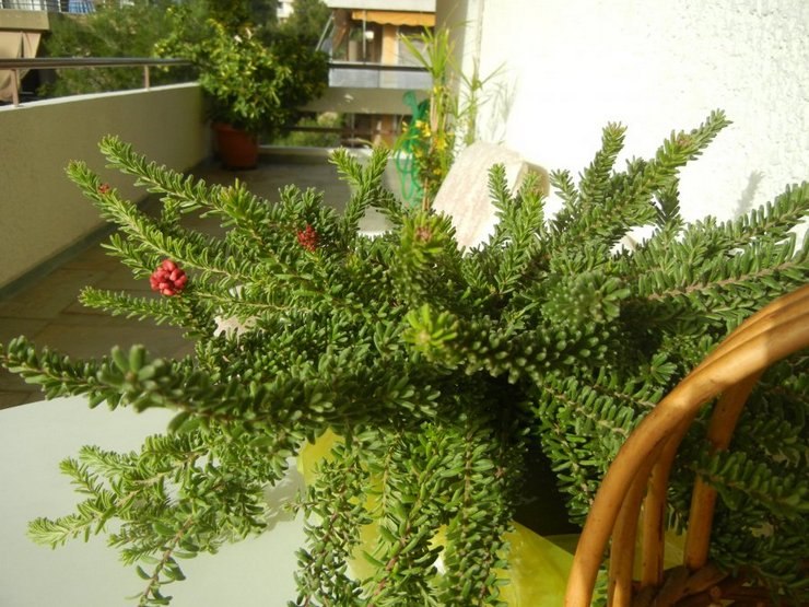 Гревиллея.Гревиллея (Grevillea) – вечнозеленый цветущий ползучий или прямостоячий кустарник или ... - 3