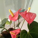 ���� �������, �����-���������, 52 ���� - ��������� 20 �������� 2019 � ������ ���� ����������