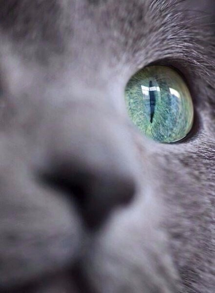Котьи носики — возможно, одна из самых хороших котьих запчастей. - 4
