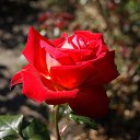  , , 70  -  18  2019   CA_2019_San Jose_Rose Garden