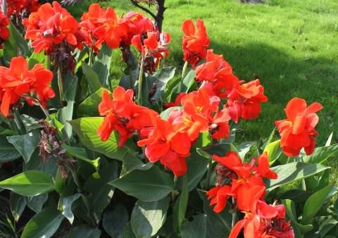 .  (Canna)   50         ... - 2