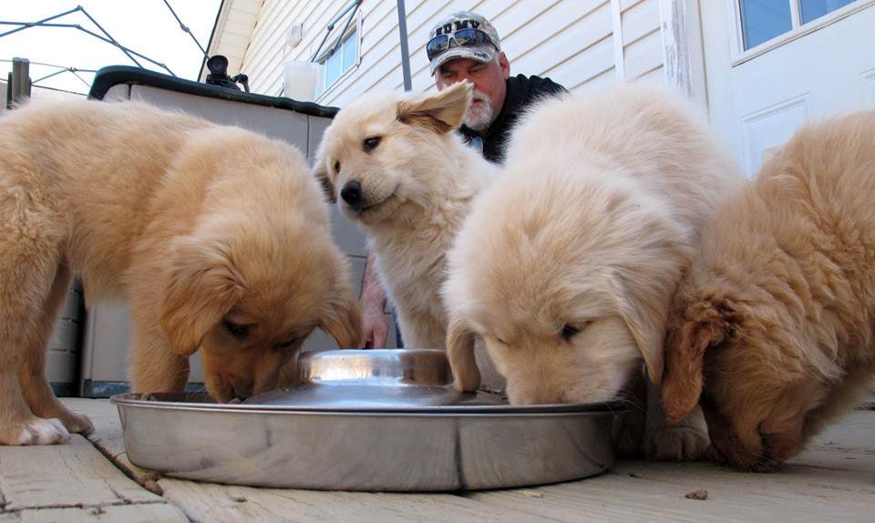 Feed a dog for three days and will not forget you for 3 years.But feed a person 3 years & he ...