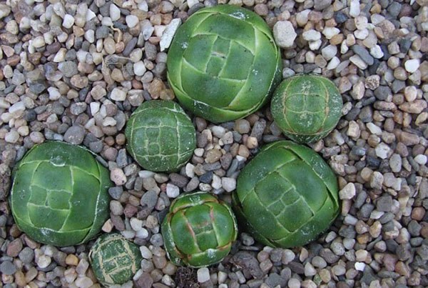 Самые красивые и необычные комнатные растения.В коллекциях цветоводов-любителей сегодня можно ... - 5