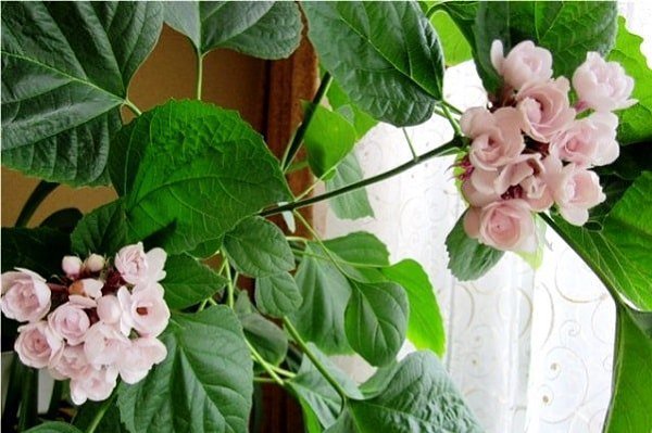 .  (Clerodendrum)     400 , ,   ... - 2