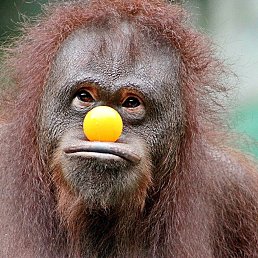 �������, ��������, 82 ����