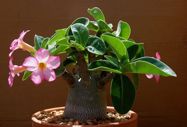 . (Adenium)         , ...