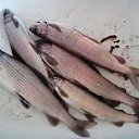 ���� ��������, ����������, 65 ��� - ��������� 5 ��� 2019 � ������ ���� ����������