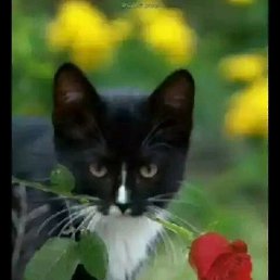 ���� Redjep, �������, 49 ��� - ��������� 4 ������� 2019