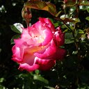  , , 70  -  18  2019   CA_2019_San Jose_Rose Garden