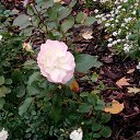 ���� �����, ��������� - ��������� 7 ������ 2019 � ������ ������ 2018�