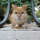 ������ �� ������� ����� �� ������� �1�