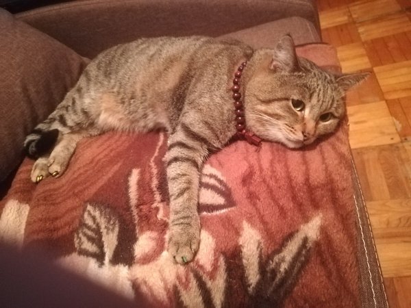 #Безкота_добро.Давно просила мужа завести кота!) я их очень люблю, а мой муж нет! Да и к тому же в ...
