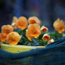 ���� ��������, �����-���������, 56 ��� - ��������� 30 ���� 2019 � ������ ���� ����������