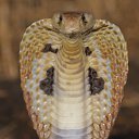 ���� �����, ���������� �����, 37 ��� - ��������� 27 ��� 2019