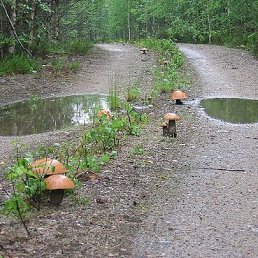 ������, ��������, 40 ���