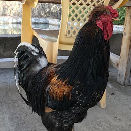 �������, ���, 69 ���