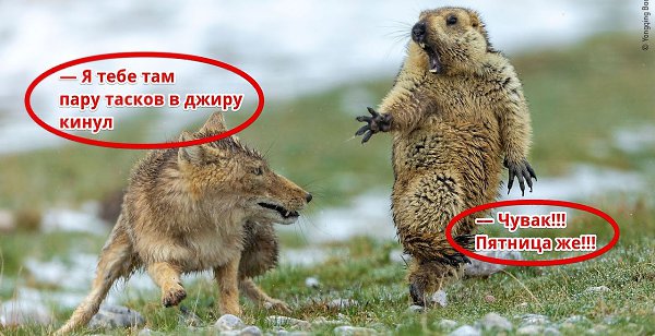 — Жаль что мы не можем написать о победителе конкурса Wildlife Photographer... — Ну почему. Можем!!!