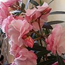 ��� ������� ����� ��������� ���� ������ ������� � ������������, ������������ ��������!!! �� ������� ���������� ������