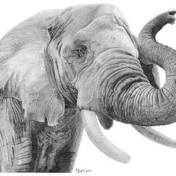 ������, ���������, 65 ���