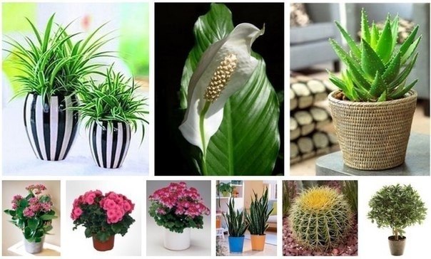 9 КОМНАТНЫХ РАСТЕНИЙ, КОТОРЫЕ ПОДХОДЯТ ДЛЯ СПАЛЬНИ. Эти зеленые друзья не только могут находиться в ...