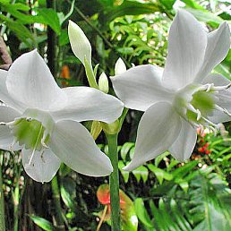 Juliya, �����������, 40 ���