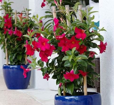 . (Dipladenia),      (Mandevilla),  ... - 3