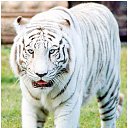  Tiger, , 48  -  24  2019   White Tiger