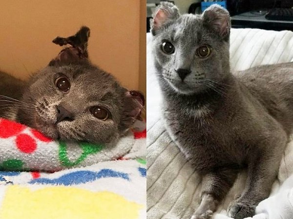 Все эти кошки и коты были взяты из приютов, попав в хорошие и заботливые ручкиУ каждого своя ... - 10