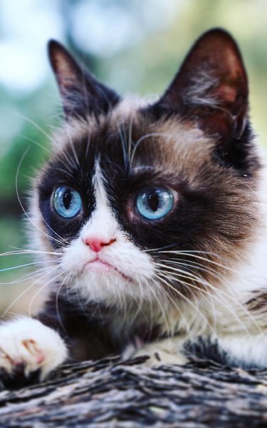 Twitter Grumpy Cat сообщил о смерти самой известной в мире