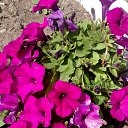  ,  -  3  2020     2020