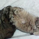 ���� ����, ����, 59 ��� - ��������� 10 ��� 2020 � ������ ���� ����������