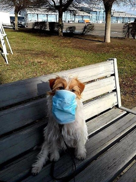 Люди, которые оберегают не только себя, но и своих питомцев, заслуживают уважения!