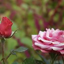 � �� ������� ���� ����������